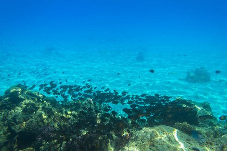 红海水下风景与热带鱼, 埃及