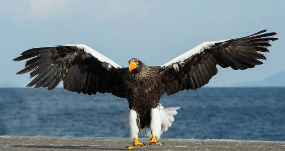 成年史泰勒的海鹰降落在蓝天和海洋的背景。科学名称 haliaeetus pelagicus。冬季