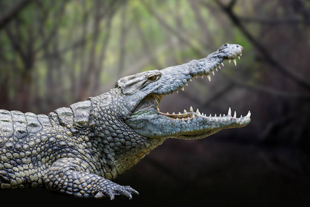 矢量无缝模式非洲野生动物︰ 狮子, 鳄鱼, 河马, 鳄鱼, 长颈鹿, 老虎