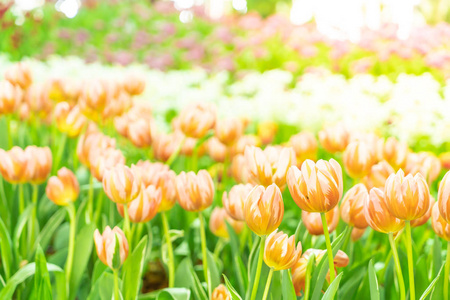 美丽多彩的郁金香在花园中选择性聚焦点
