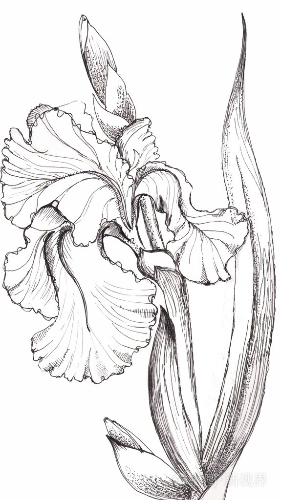 鸢尾花