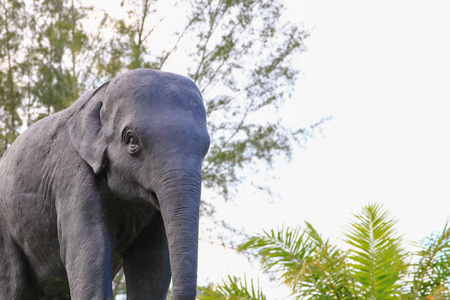 泰国寺庙公共公园的大象雕像