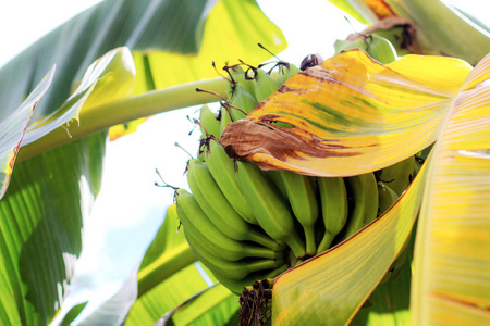 香蕉和干燥的叶子在树与阳光在农场