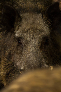 照片来自 Wildpark Betzenberg, 位于德国凯泽斯劳滕市附近