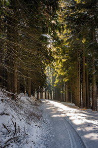 雪覆盖着穿过森林的道路, 阳光照耀着
