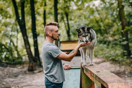 狗训练犬在敏捷试验中对狗行走障碍的影响