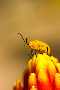 小的橙色甲虫