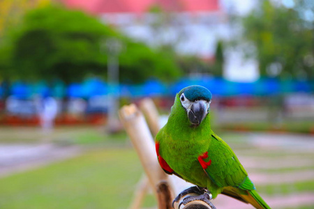 鹦鹉鹦鹉, 绿色多彩美丽的公共公园选择聚焦与浅景深