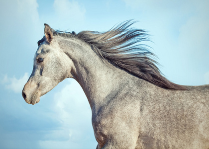 马子摄影图-马子图片大全-马子照片-摄图新视界