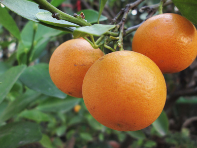 橙色水果树上