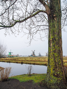 荷兰阿姆斯特丹附近的荷兰赞丹镇附近的扎恩塞桑斯 zaanse schans 的历史风车