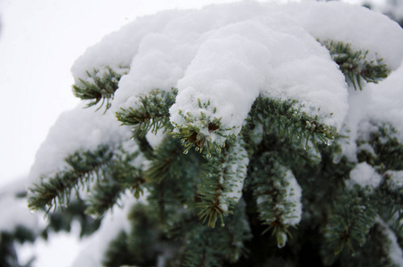 冷杉分枝在雪圣诞节假日背景