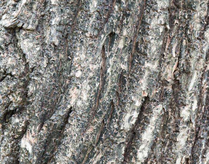 树皮的榆树。无缝的图素纹理背景