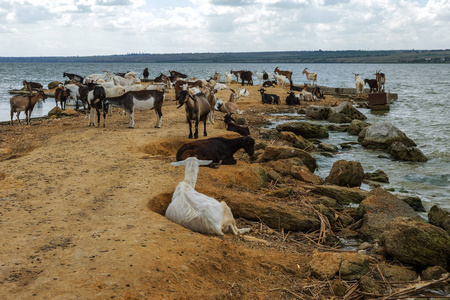 一群山羊从湖岸边的口水上救了出来。农场的动物, 山羊在被烧毁的湖岸边的雨前。河岸上一群山羊的农场