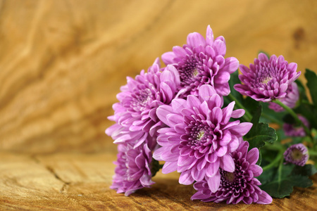 violett chrysanthemum p tr bakgrund