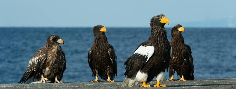 史泰勒的海鹰飞越蓝天和海洋。科学名称 haliaeetus pelagicus。自然栖息地。冬季