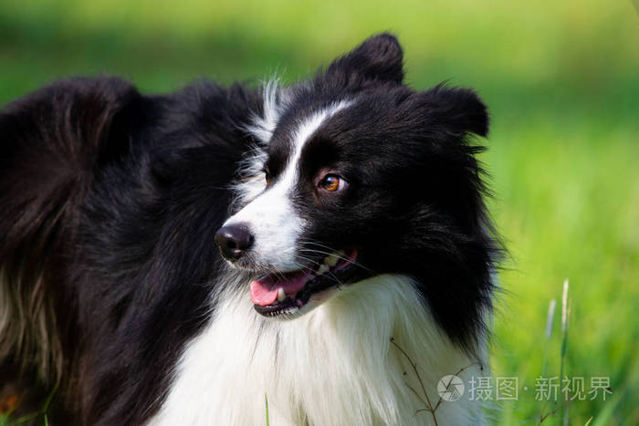 年轻的精力充沛的狗在散步边境牧羊犬情绪训练狗胡须肖像特写享受玩