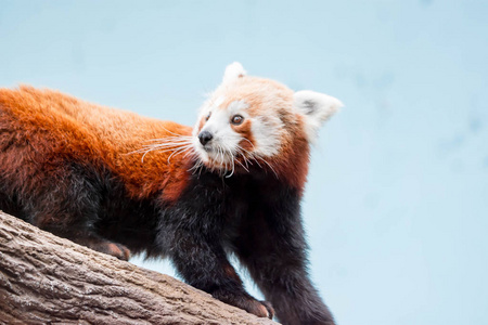 一只非常可爱的小熊猫，也叫小熊猫，红熊猫和红猫熊，在亚洲某个