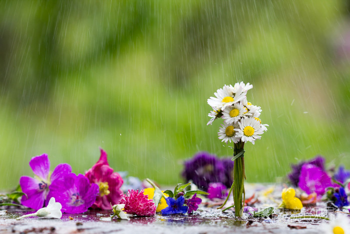 彩虹色的花和滴雨在背景中