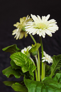 白色 herbera 花