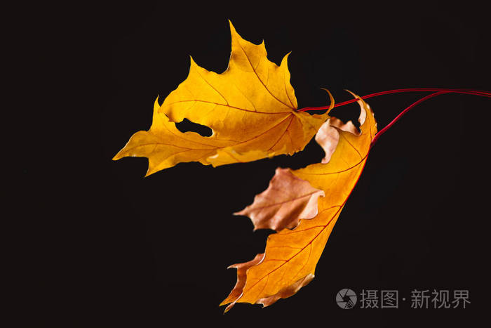 在黑色秋季背景查出的枫叶落叶