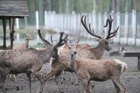 在白俄罗斯 Bialowieza 森林的一个动物园里, 一群鹿生活在人工创造的环境中。