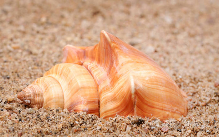 海滩上蜗牛的特写