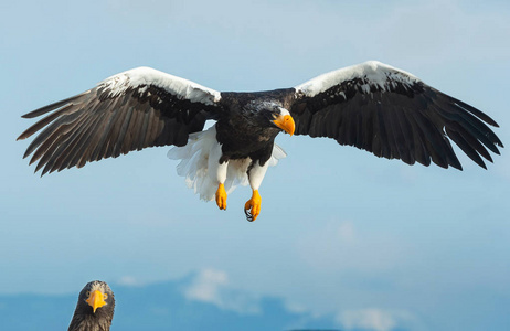 成年史泰勒的海鹰降落在蓝色的天空和海洋。科学名称 haliaeetus pelagicus。冬季