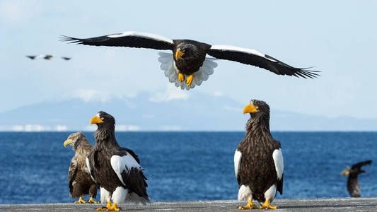 成人斯泰勒的海鹰在蓝色的天空和海洋飞行。科学名称 haliaeetus pelagicus