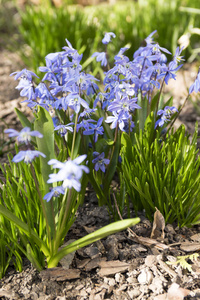 一束希拉西伯利亚, 早春的蓝色花朵盛开在花园床上