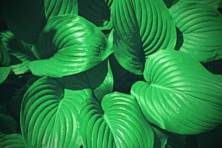 从上面查看.植被背景照片