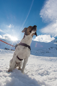 冬天的狗滑雪雪