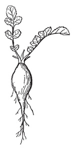 这是一种 Radish.It 的纺锤形根, 是食用根菜。具有良好的营养价值, 复古线条画或雕刻插图