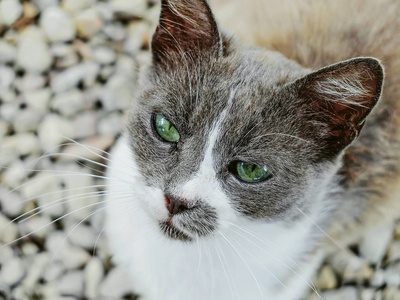 一只灰色和白色流浪猫的肖像, 要求食物和注意力
