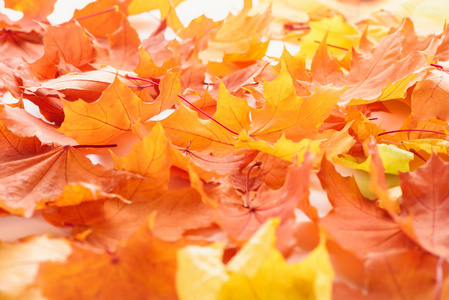 橙色和黄色枫叶的选择性聚焦, 秋季背景