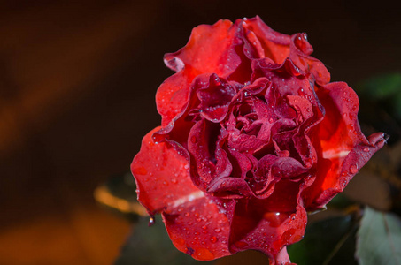 红色玫瑰与波浪形花瓣和露珠在光背景