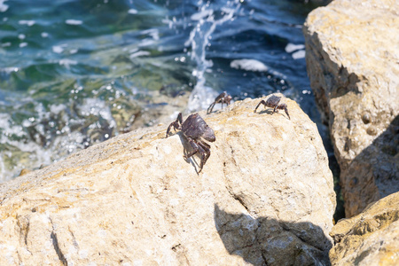 Th 岩石上的小螃蟹
