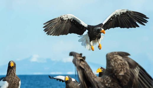 成年史泰勒的海鹰降落在蓝色的天空和海洋。科学名称 haliaeetus pelagicus。冬季