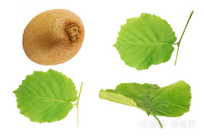 成熟整个猕猴桃和叶子查出在白色背景