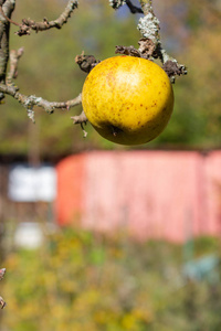 秋天的苹果分枝在阳光明媚的南部德国下午