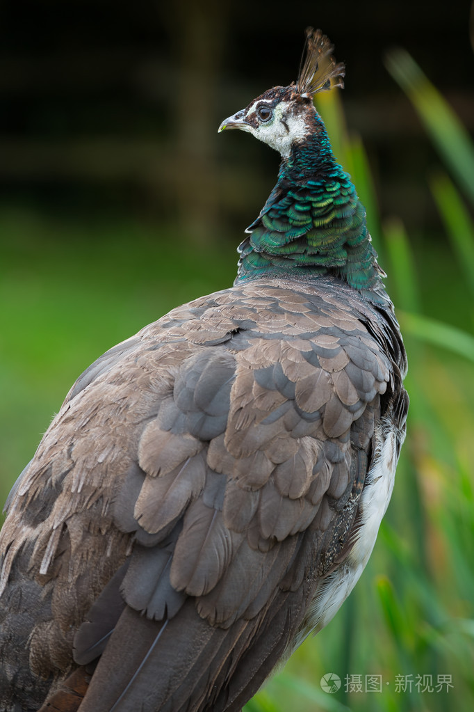 美丽的孔雀开屏打扮