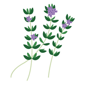 百里香香料图片