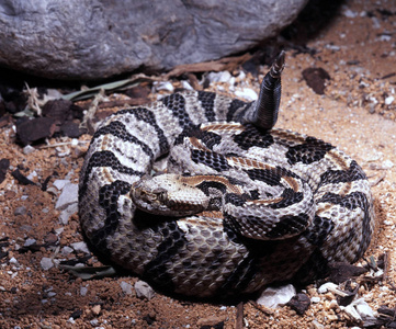 Canebrake 响尾蛇, 响尾蛇蜥 atricaudatus, 蜷缩在前面的庇护所