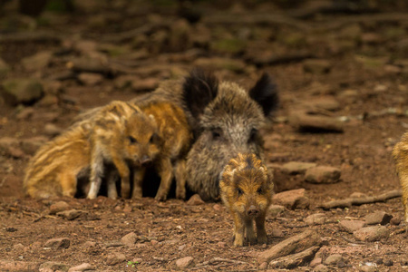 照片来自 Wildpark Betzenberg, 位于德国凯泽斯劳滕市附近