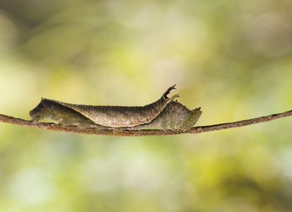 普通摩罗蝶 pantoporia hordonia 的毛毛虫行走在有色彩背景的树枝上