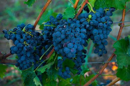 葡萄收获。Wineyard。葡萄园在夕阳下秋收。秋天成熟的葡萄