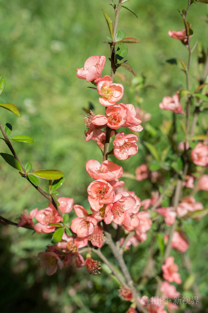 盛开的花朵在春天开花照片-正版商用图片09o4x8-摄图新视界