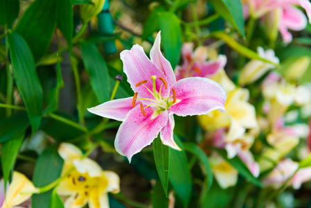 粉色百合花园里