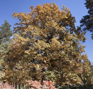 大的老橡树, 有淡黄色的叶子。秋天, 十月