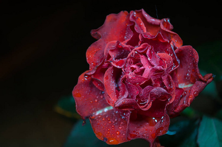 红色玫瑰与波浪形花瓣和露珠在黑色背景